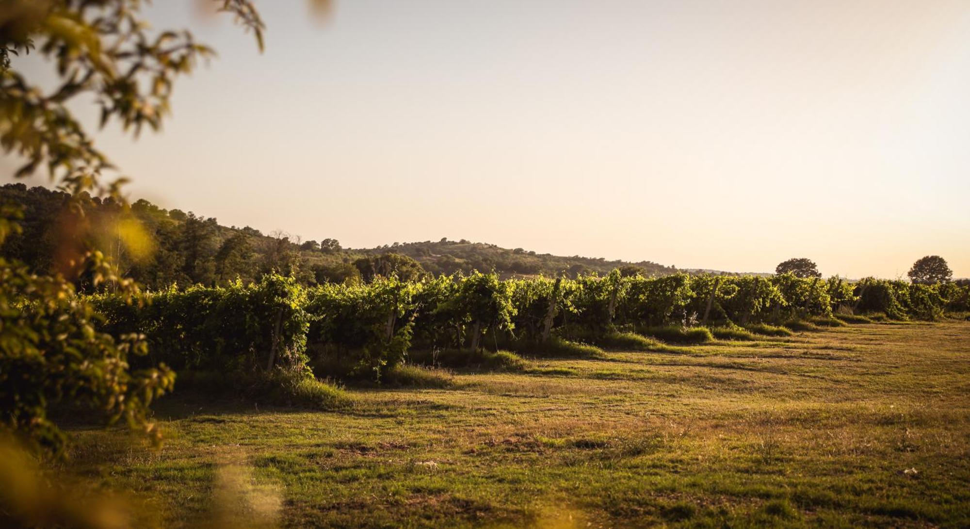 Agriturismo La Vecchia Quercia Монтемерано Екстер'єр фото