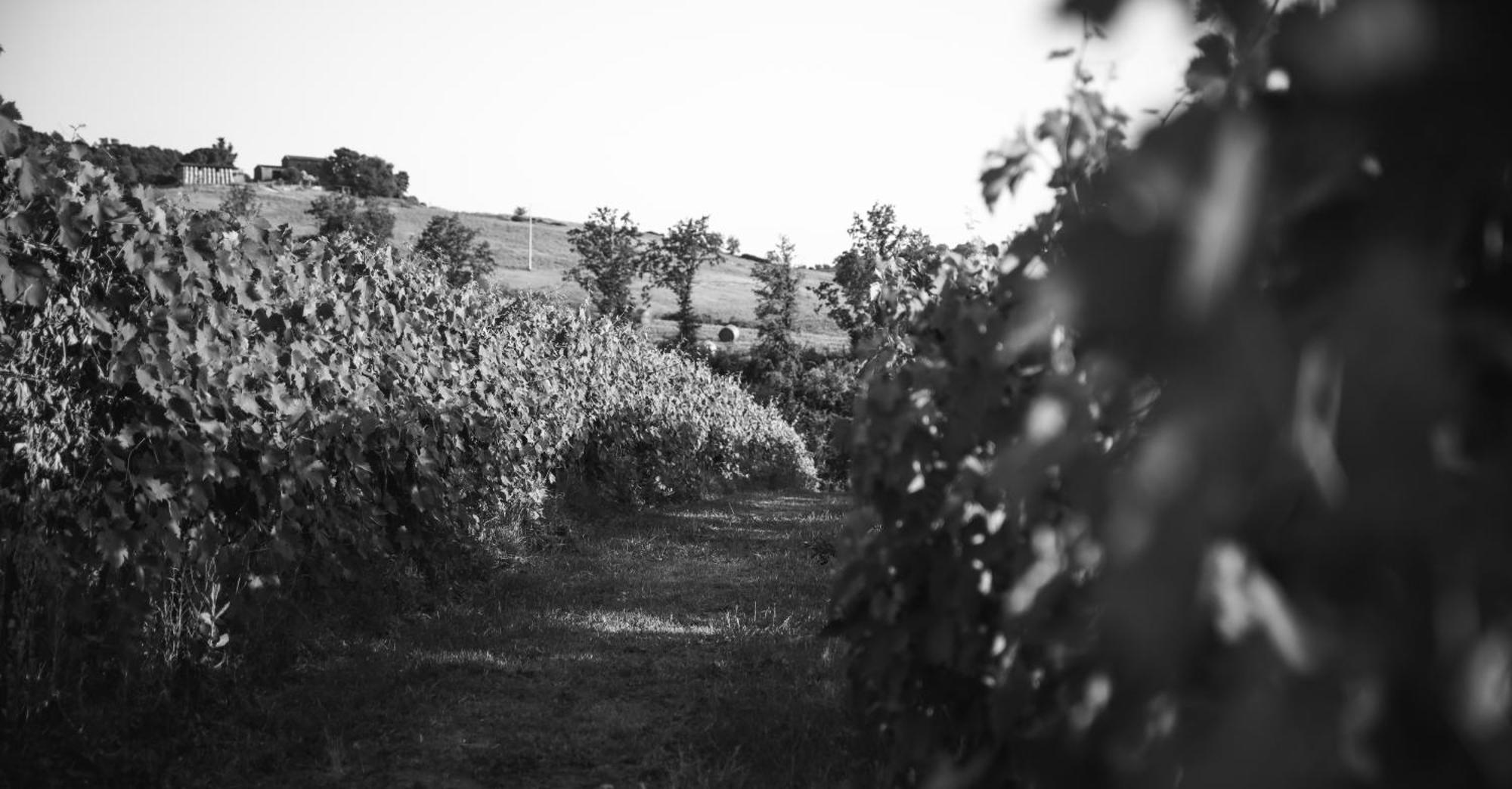 Agriturismo La Vecchia Quercia Монтемерано Екстер'єр фото