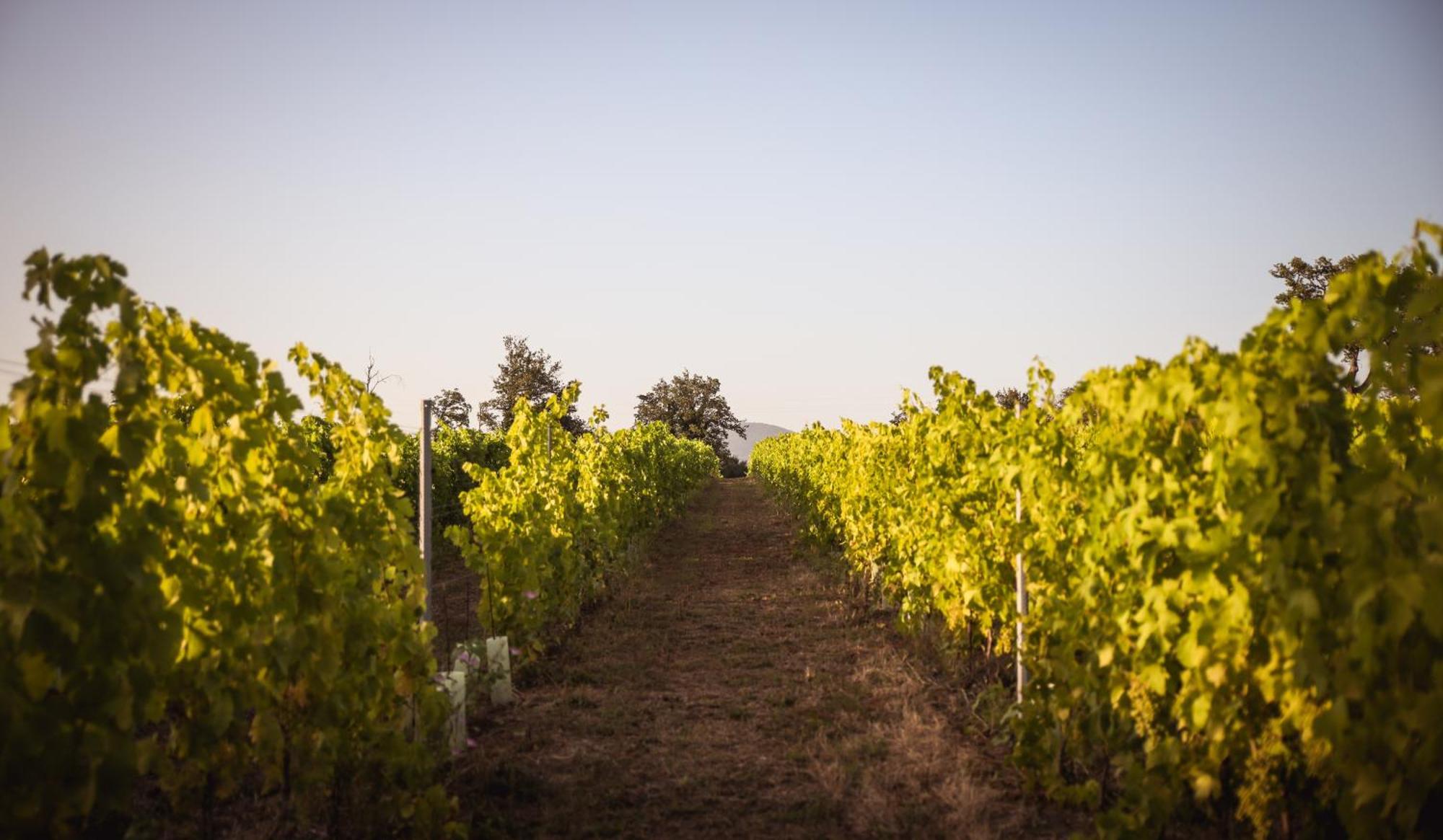 Agriturismo La Vecchia Quercia Монтемерано Екстер'єр фото
