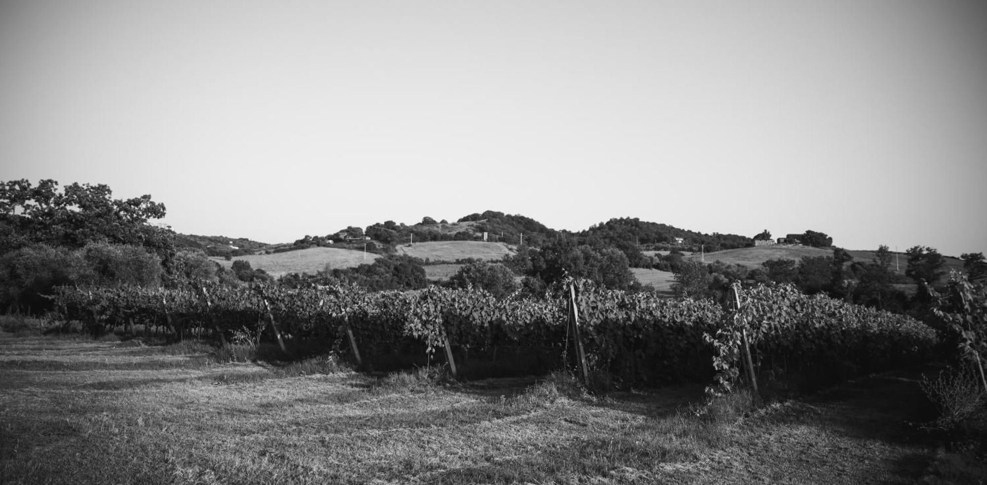 Agriturismo La Vecchia Quercia Монтемерано Екстер'єр фото